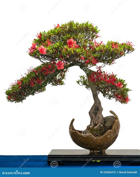 Red Flower Of A Azalea Bonsai Tree Stock Photography - Image: 25305472