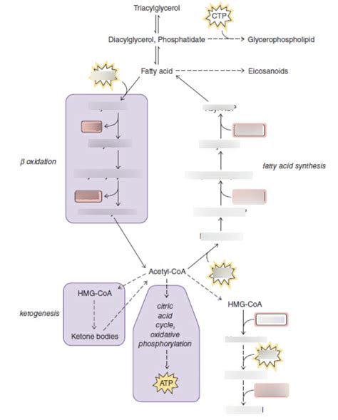 Fatty Acid Synthesis And β Oxidation Diagram Diagram Quizlet