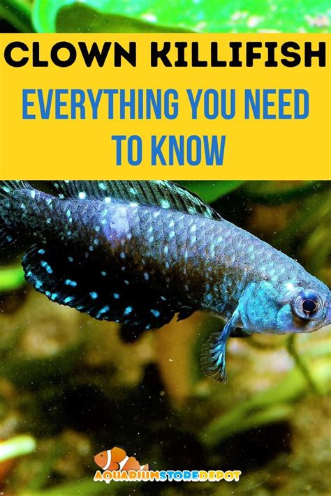 Clown Killifish A Complete Care Guide Artofit