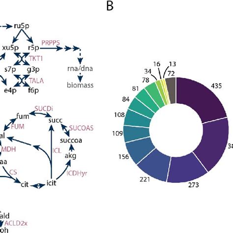 A Central Carbon Metabolism Map With Several Reaction Ids