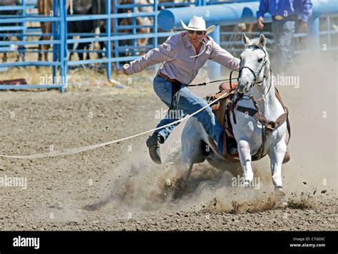 Tie down roping dismounting hi-res stock photography and images - Alamy