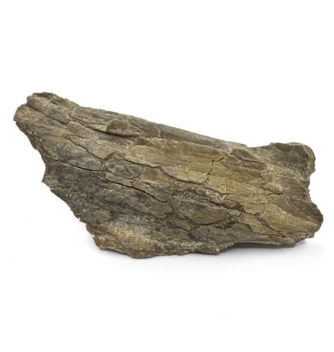 Fossils For Sale | Fossils-UK.com | Pteranodon Pterosaur Bone from ...