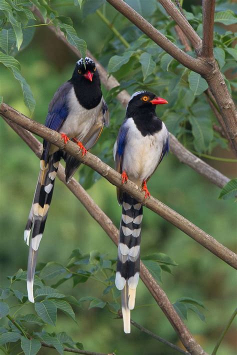 Red billed blue magpie - Alchetron, The Free Social Encyclopedia