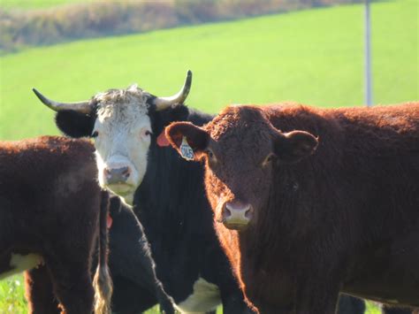 Buying a whole cow or half cow. A guide to buying bulk beef.