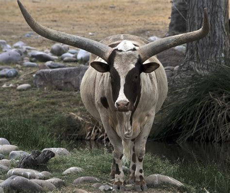 Longhorn Steer Free Stock Photo Public Domain Pictures