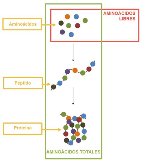 Aminoácidos esenciales para potenciar cada etapa de tu cultivo