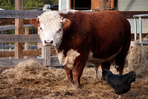 Miniature Herefords Picalily Farm