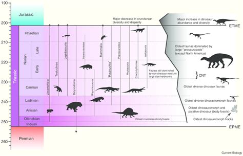 Macroevolutionary Trends Among Terrestrial Triassic Tetrapods The Download Scientific Diagram