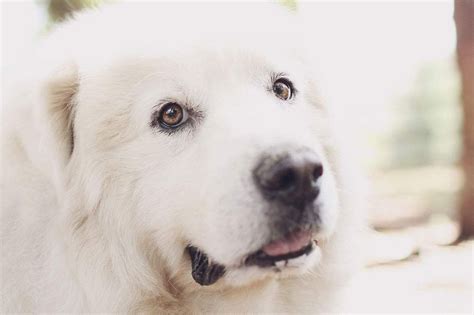 养大白熊犬是怎样的体验同时拥有忠诚的护卫和贴心的玩伴