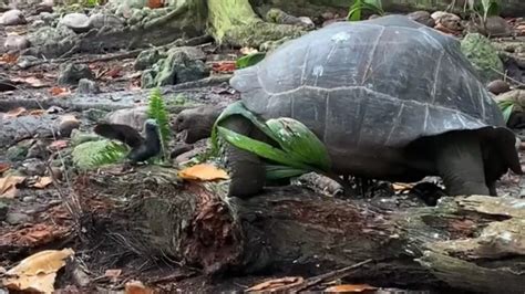 Une Tortue G Ante Attaque Et D Vore Un Poussin Aux Seychelles