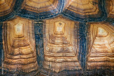 The pattern of the turtle shell. Stock Photo | Adobe Stock