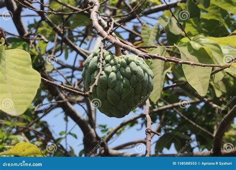 Annona Squamosa Or Sugar Apples Custard Apple Sweetsops On The Tree