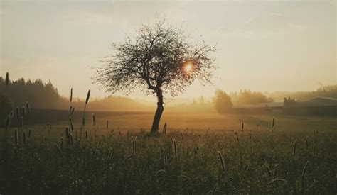 Free Images Tree Nature Grass Branch Sun Sunrise Sunset