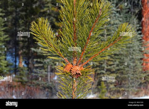 Pine tree cones 0803 Stock Photo - Alamy