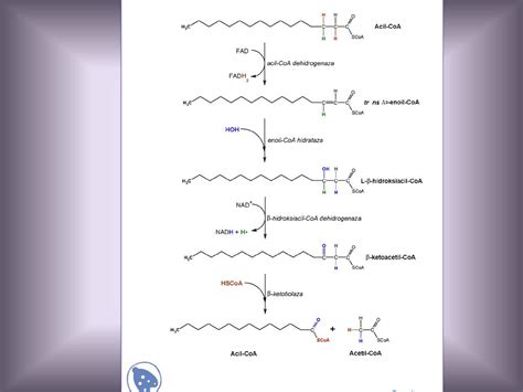 Varenje I Metabolizam Lipida Ppt