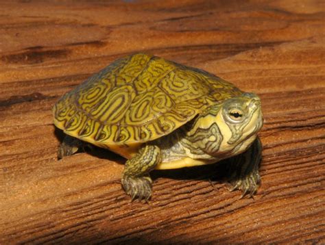 Yellow Bellied Sliders for sale | The Turtle Source