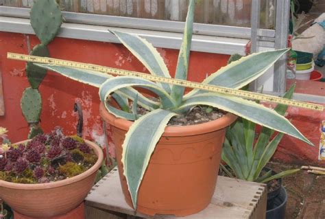 Agave americana variegata Dekorativ gelbgrün marmorierte A Kaufen