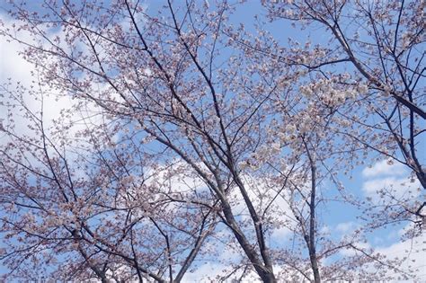 Un Rbol Con Flores Rosas En El Cielo Foto Premium