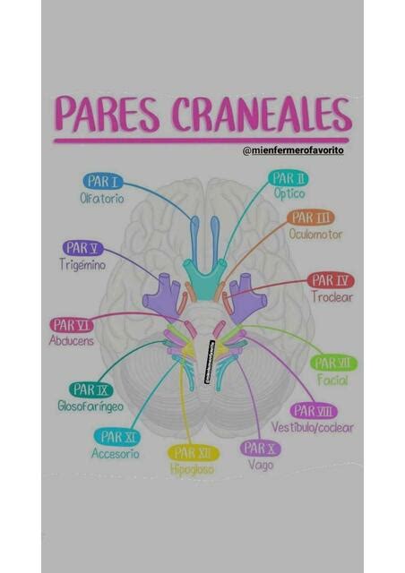 Pares Craneales Enfermero Isaias Rivas Enfermeroisaiasrivas Udocz