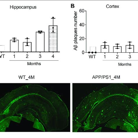 The Deposition Of Aβ Plaques In The Brain Of App Ps1 Mice Are Rapidly