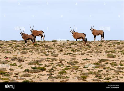 Gemsbok Or Gemsbuck Oryx Gazella Namaqualand South Africa Africa