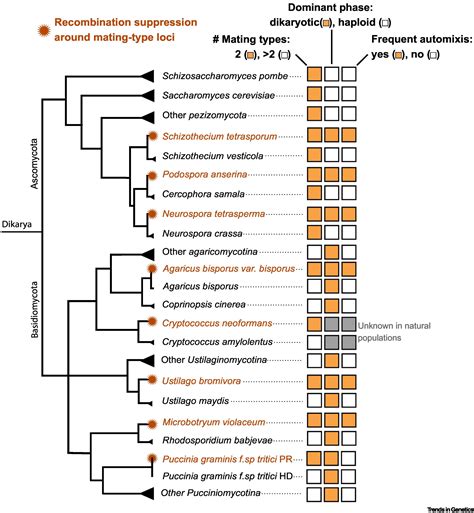 Why Do Sex Chromosomes Progressively Lose Recombination Trends In