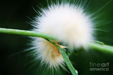 Fluffy Caterpillar Photograph by Kevin Kuchler