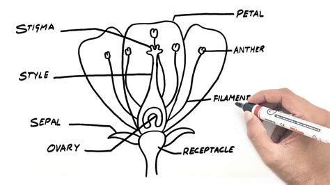 Flower Reproductive Cycle Diagram Flower Parts Diagram Vecto