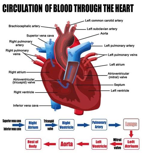 Heart Diagram Labeled Blood Flow