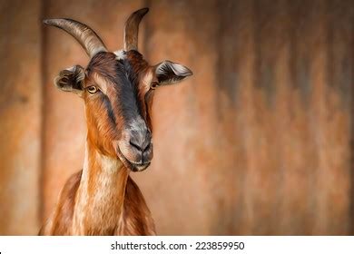 Drawing Goats Portrait Stock Illustration Shutterstock