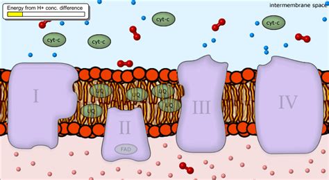 Cellular Respiration | STEM Resource Finder