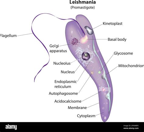 Leishmania Protozoa Stock Vector Images Alamy