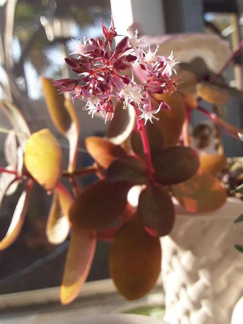 Photo Of The Bloom Of Fairy Crassula Crassula Multicava Posted By