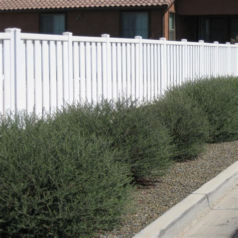 Eremophila maculata ‘Valentine’ | Green Things Nursery