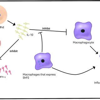 Role Of IL 10 In VEO IBD IL 10 Is Released By CD4 Th2 Cells And