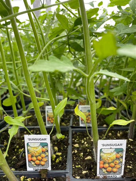 Seth’s Produce & Garden... - Seth’s Produce & Garden Center