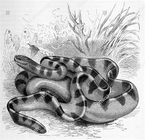 Reptiles Striped Snake Hydrophis Cyanocinctus Belongs Editorial Stock Photo - Stock Image ...