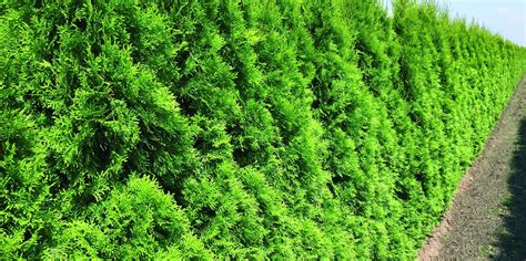 Thuja occidentalis 'Smaragd' Emerald Green Arborvitae Tree Pot Green