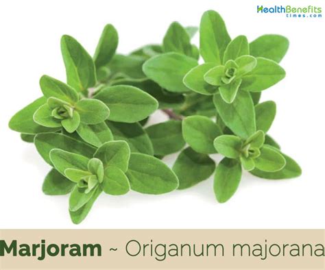 Marjoram facts and health benefits