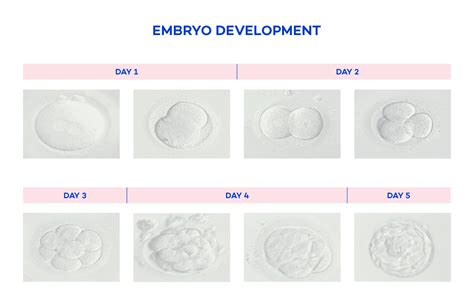 embryo-development-diagram - Fertility Tasmania