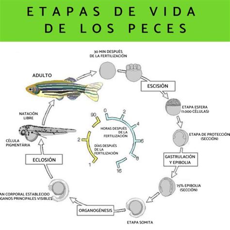 Ciclo De Vida De Los Peces