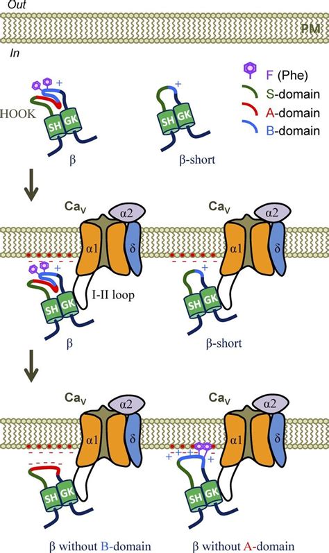 Schematic Model Of Subunit Hook Regionmediated Regulation Of Cav