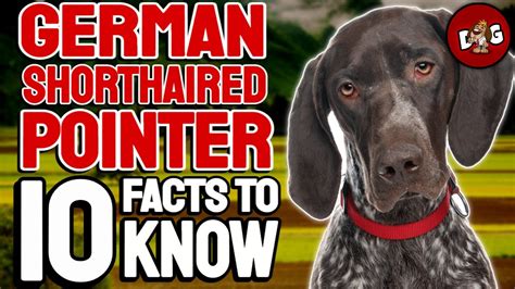 10 Facts You Must Know Before Bringing Home A German Shorthaired