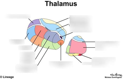 Thalamus Diagram Quizlet