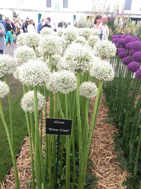 Spectacular white alliums Chelsea Flower Show 2019. JT | Front garden