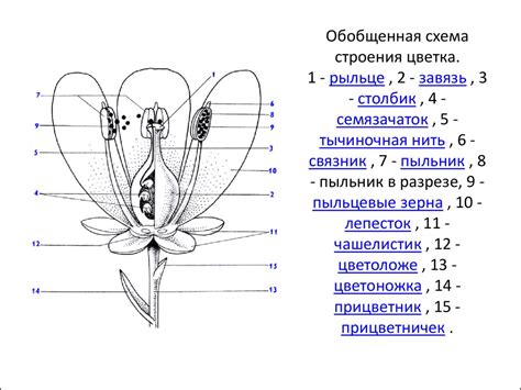 Схема строения цветка 6 класс