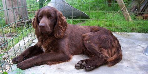 German Longhaired Pointer Info, Puppies, Temperament, Pictures