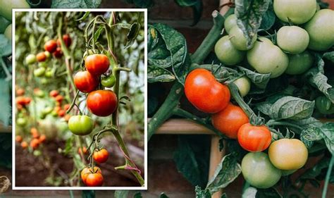 Best Tomatoes To Grow At Home Some Varieties Are ‘disease Resistant’ And ‘hardy’ Uk