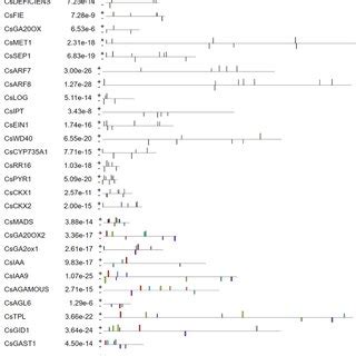Conserved motifs in nucleotide sequences of PRGs in cucumber predicted ... 