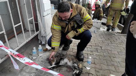 Yangından etkilenen kedi İtfaiye erinin yaptığı kalp masajıyla hayata döndü